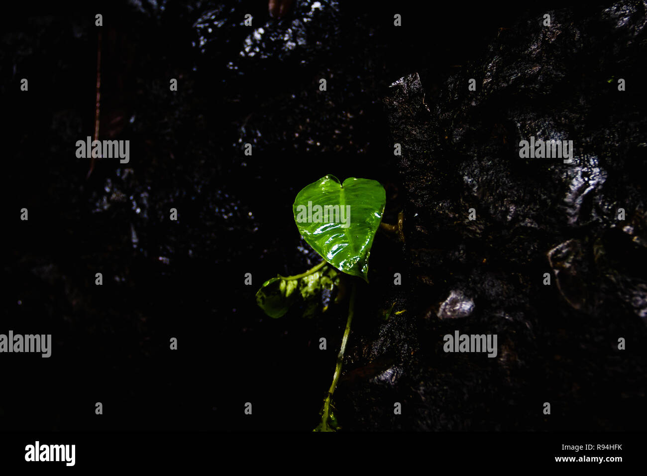 Close up on green leave hi-res stock photography and images - Alamy