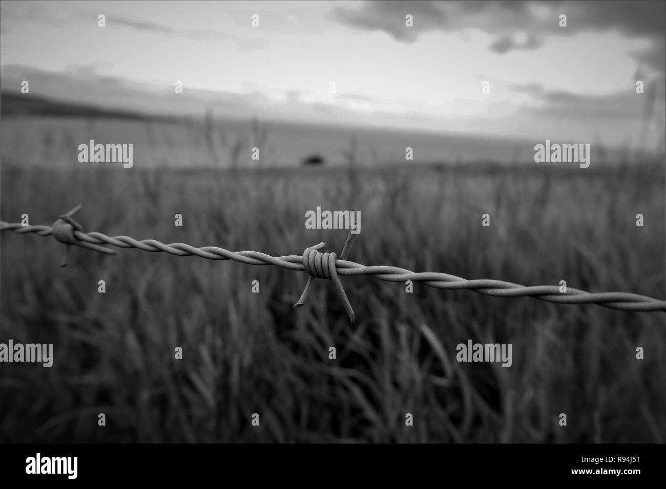 Barbed Wire - Freedom Stock Photo