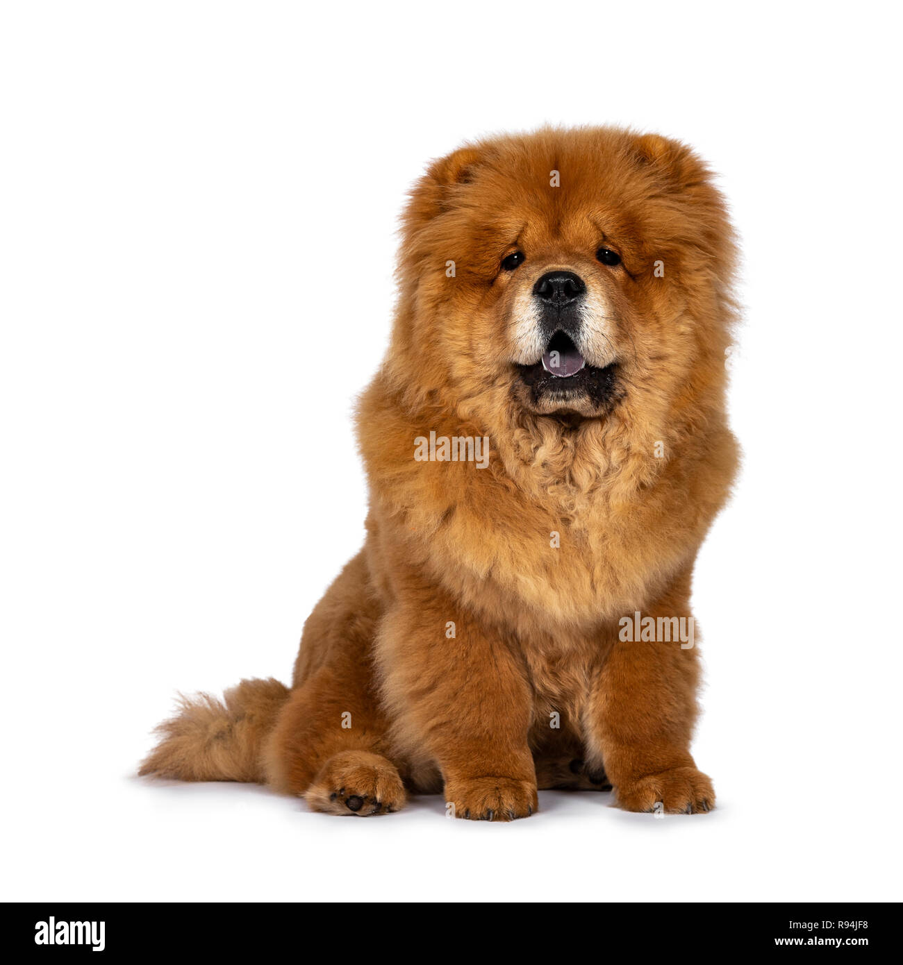 Cute fluffy Chow Chow pup dog, sitting straight up facing front looking at camera. Isolated on a white background. Mouth open, showing blue tongue. Stock Photo