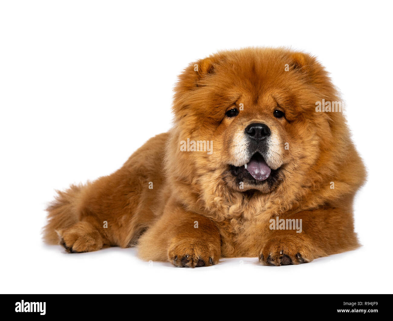 Cute fluffy Chow Chow pup dog, laying down facing front looking at camera. Isolated on a white background. Mouth open, showing blue tongue. Stock Photo