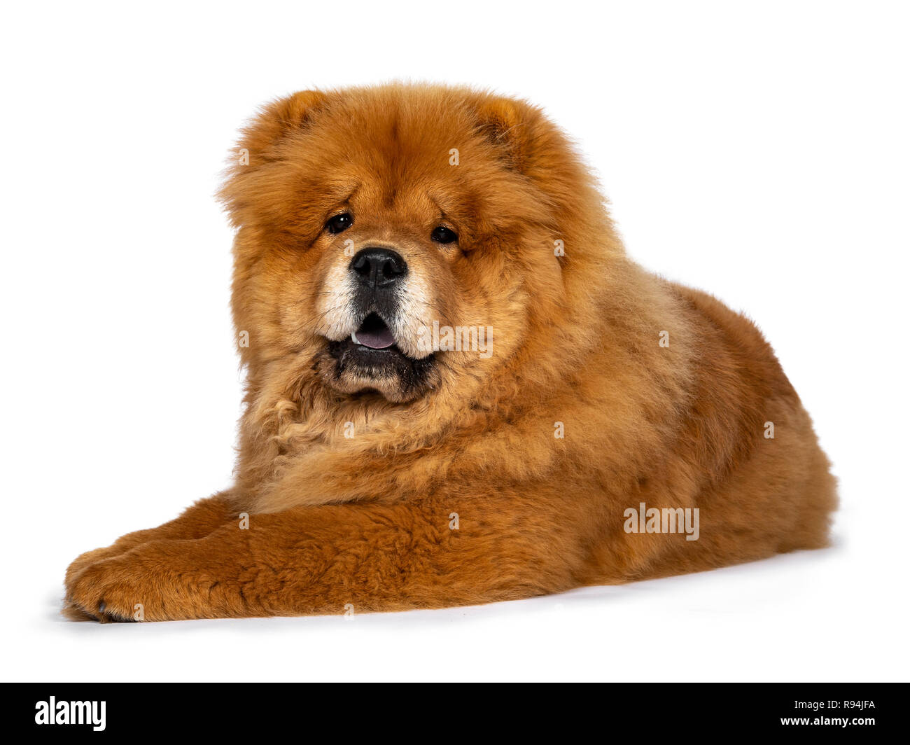 Cute fluffy Chow Chow pup dog, laying down half side ways looking at camera. Isolated on a white background. Mouth open, showing blue tongue. Stock Photo