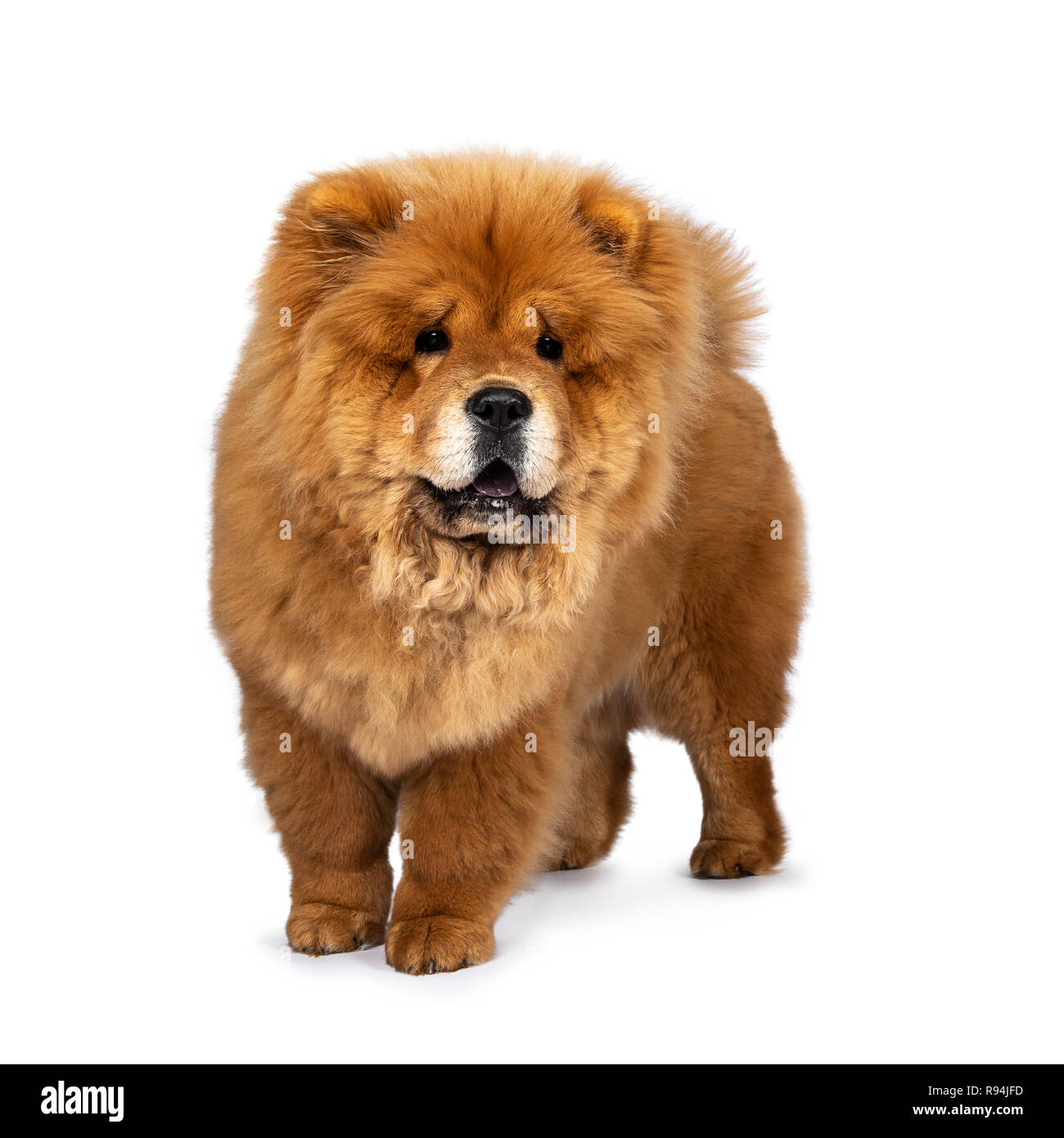 Half chow chow hotsell