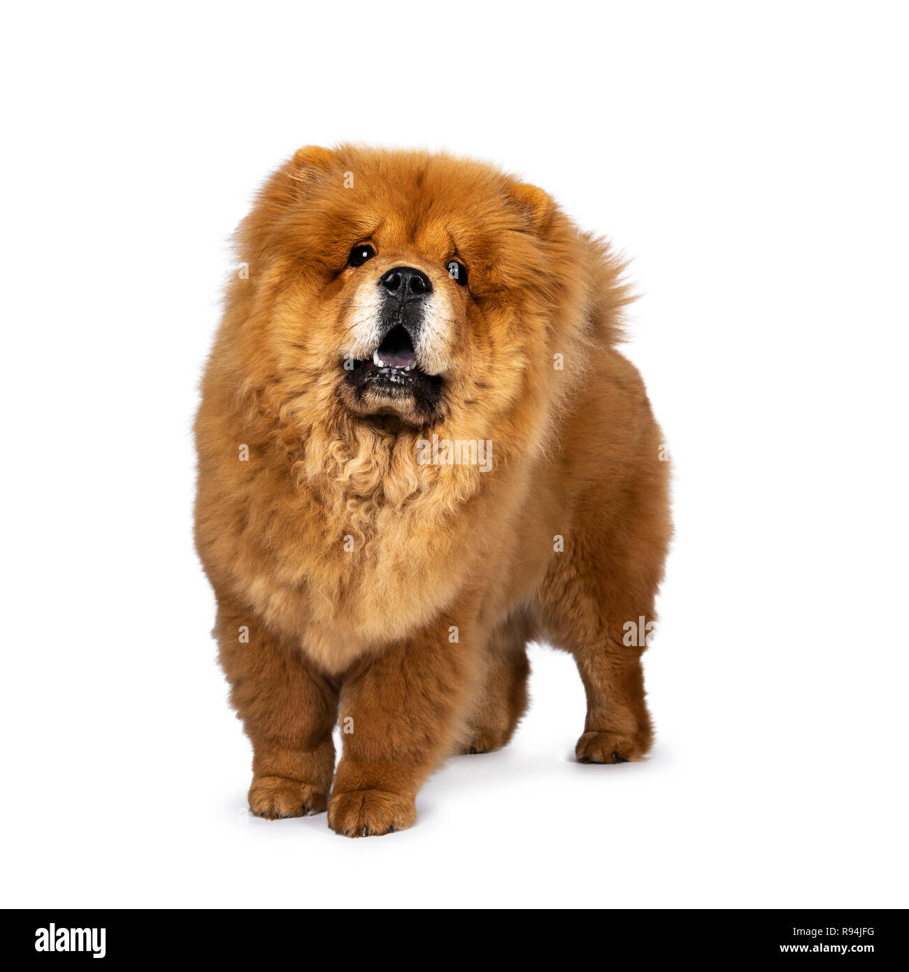 Cute fluffy Chow Chow pup dog, standing half side ways looking up. Isolated on a white background. Mouth open, showing blue tongue. Stock Photo