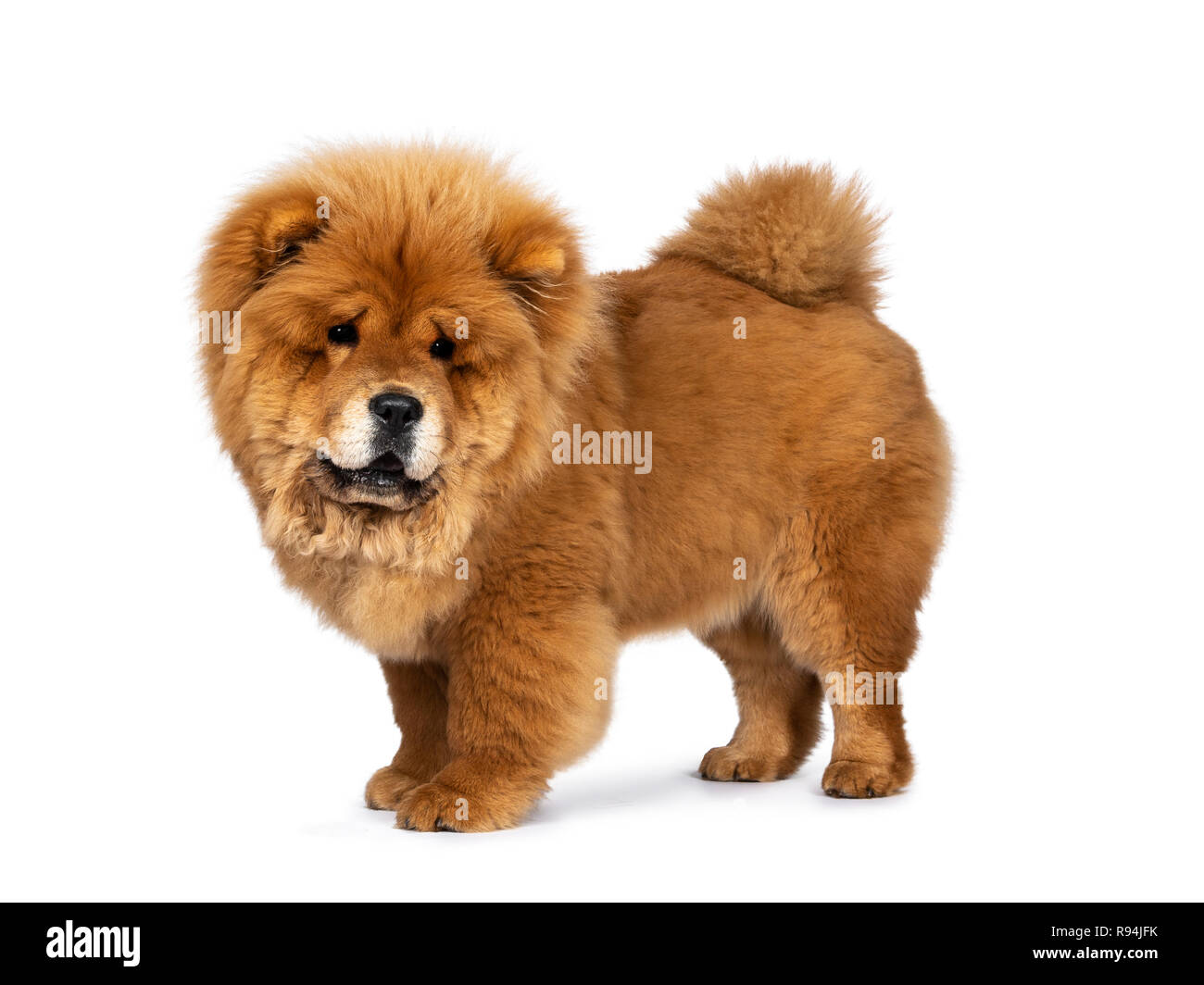Cute fluffy Chow Chow pup dog, standing side ways looking down. Isolated on a white background Stock Photo