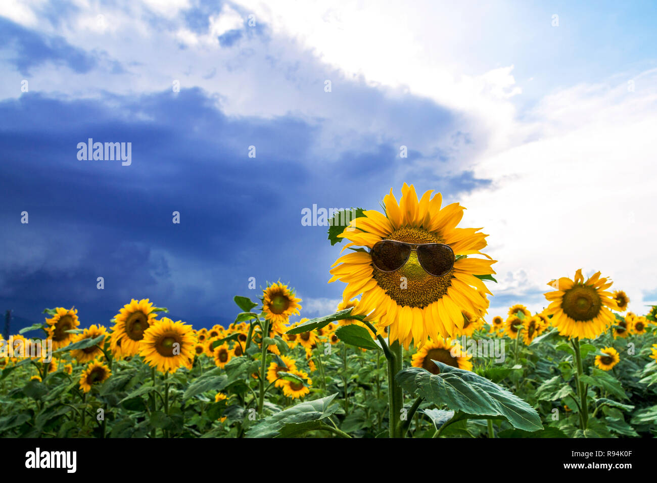 Sunflower field with a merry sunflower with sunglasses Stock Photo