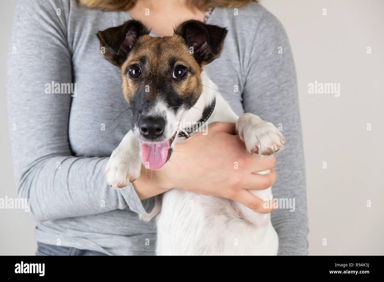 Cute little fox terrier puppy in female hands. Portrait of purebred dog held by a woman in studio background Stock Photo