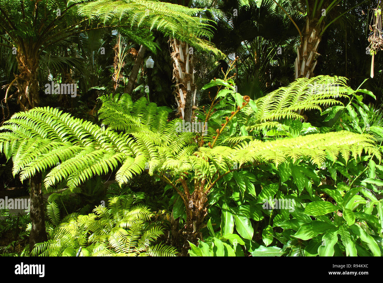 Tree fern Latin name Cyatheaceae in Florida Botantical Gardens Stock Photo