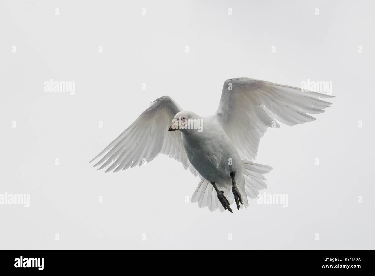 South Georgia, Cooper Bay. Snowy Sheathbill in flight aka American Sheathbill (Chionis albus) Stock Photo