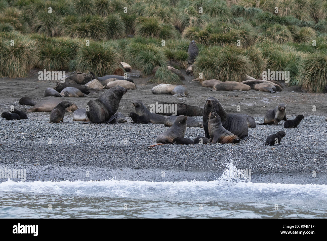 South Georgia, Cooper Bay. Abundant wildlife along the rocky coastline, Antarctic fur seals with pups, Stock Photo