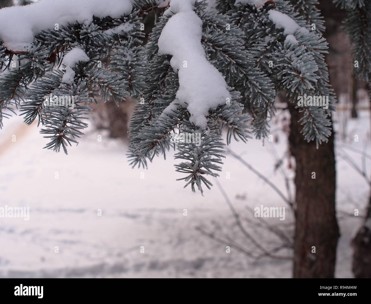 Needles covered white frost hi-res stock photography and images - Alamy