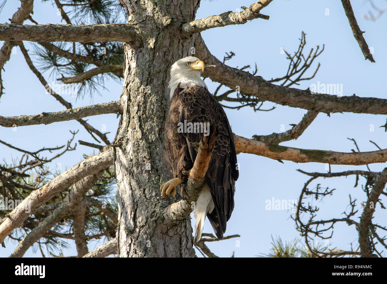 Bald Eagle In A Tree Stock Photo - Alamy
