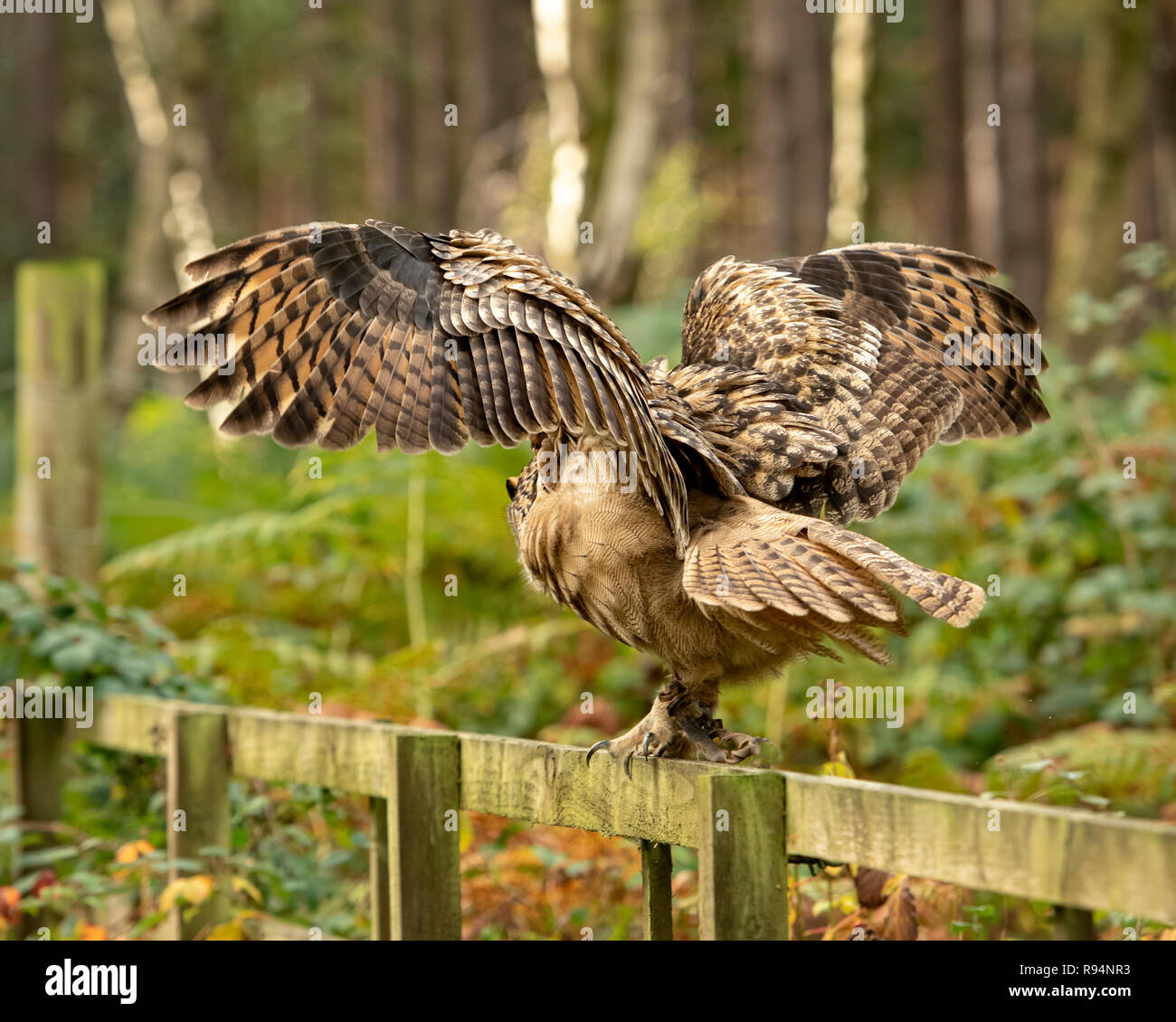 UK, Sherwood Forest, Nottinghamshire - October 2018:Spread wings of the Eurasion Eagle Owl Stock Photo