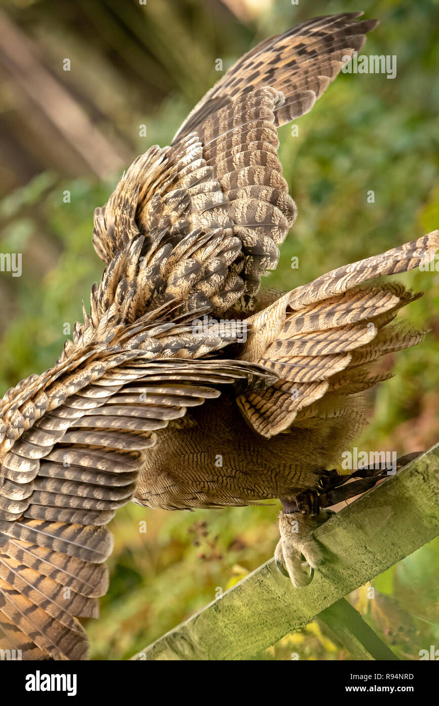 UK, Sherwood Forest, Nottinghamshire October 2018Spread wings of the