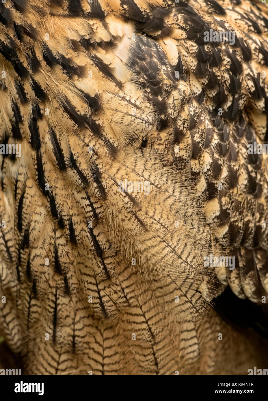 UK, Sherwood Forest, Nottinghamshire - October 2018: Eurasion Eagle Owl, close-up Stock Photo