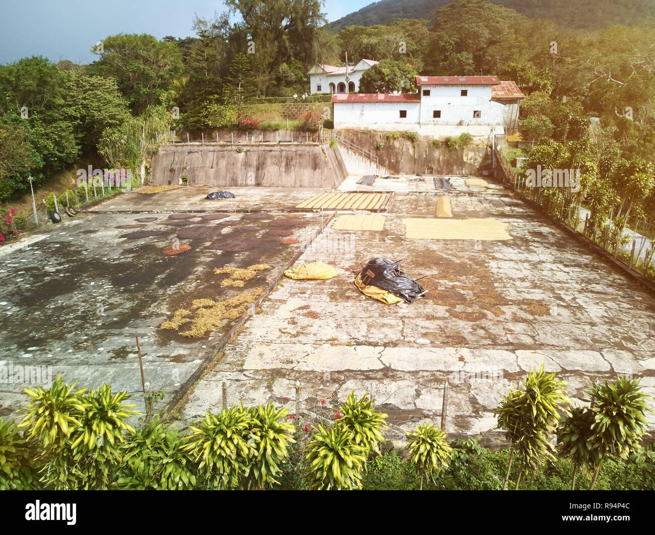 Raw coffee beans on drying field. Coffee agriculture theme Stock Photo