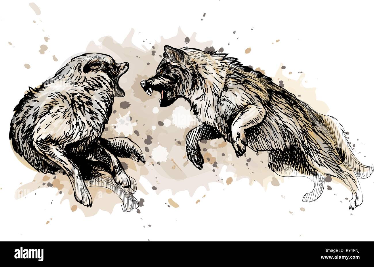 Wolf Fighting Drawing