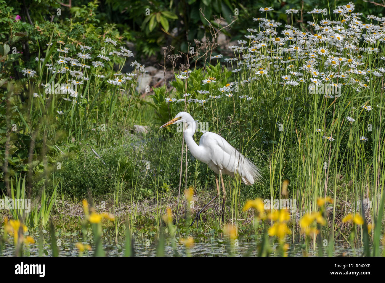 Great Egret and the yellow flowers Stock Photo