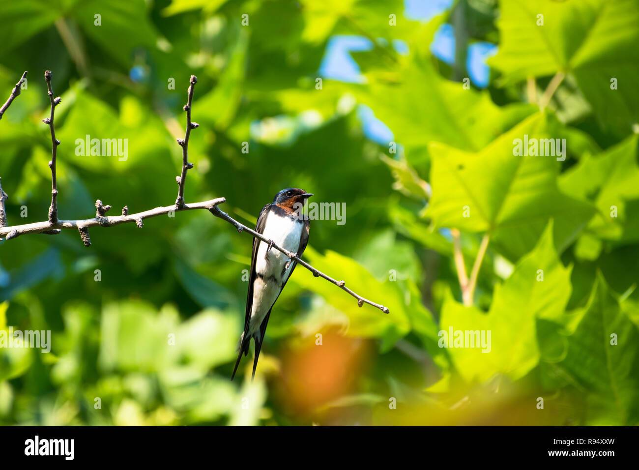 Barn Swallow [Hirundo rustica] Stock Photo