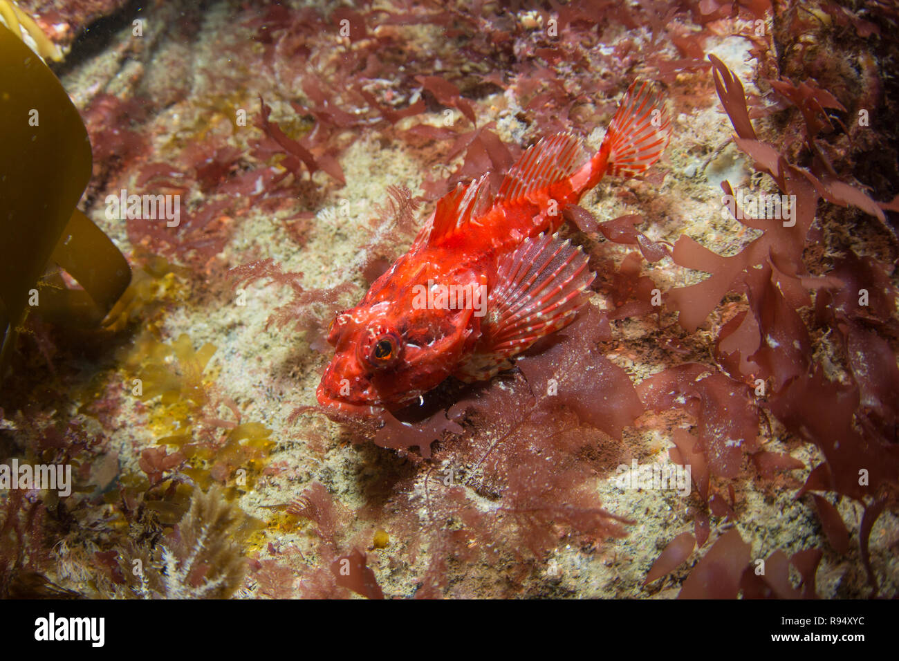 A Short Spined Scorpion fish shot in Plymouth Sound Stock Photo