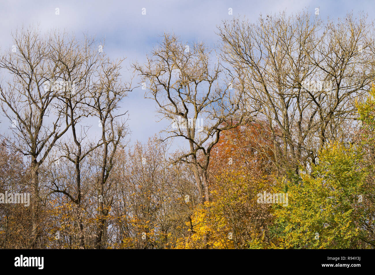 View of Big Bare Trees in front of a blue Sky Stock Photo - Alamy