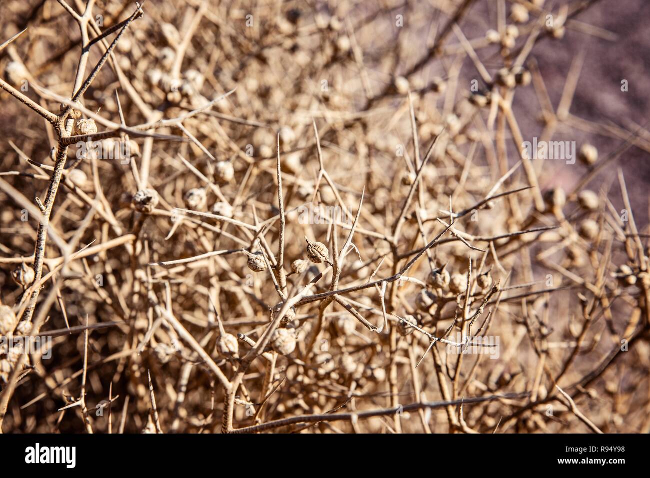 Dry dangerous thorn bush on Israeli Negev desert Stock Photo Alamy