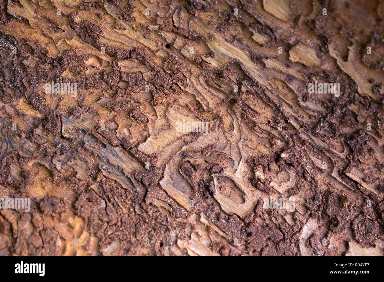 Woodbeetle holes in a pine tree trunk surface under the bark Stock