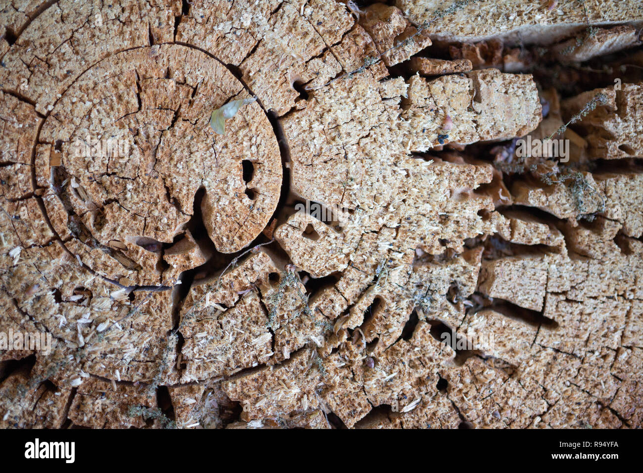 Woodbeetle holes in a pine tree trunk cross section Stock Photo Alamy