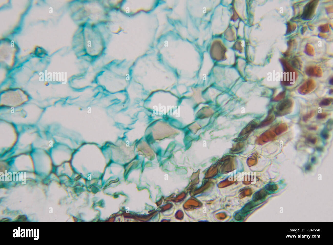 Cells in the microscope Stock Photo - Alamy