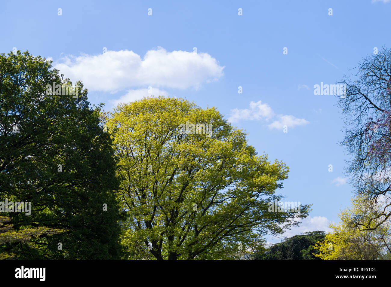 View of big Trees in front of a blue Sky Stock Photo - Alamy