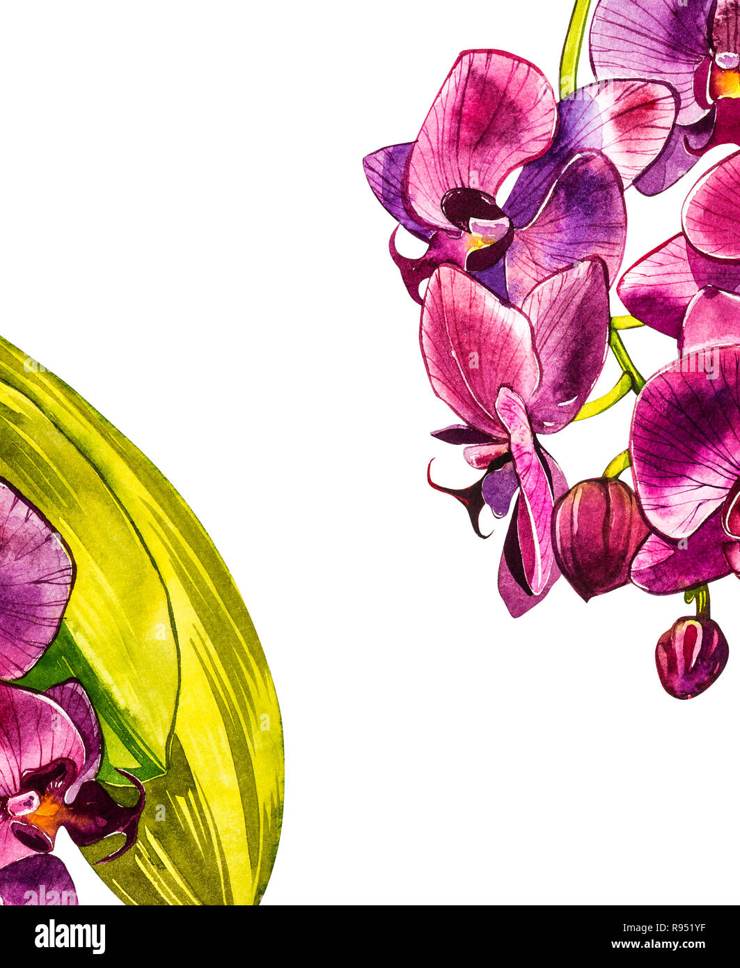 Watercolor orchid branch, hand drawn floral illustration isolated on a ...