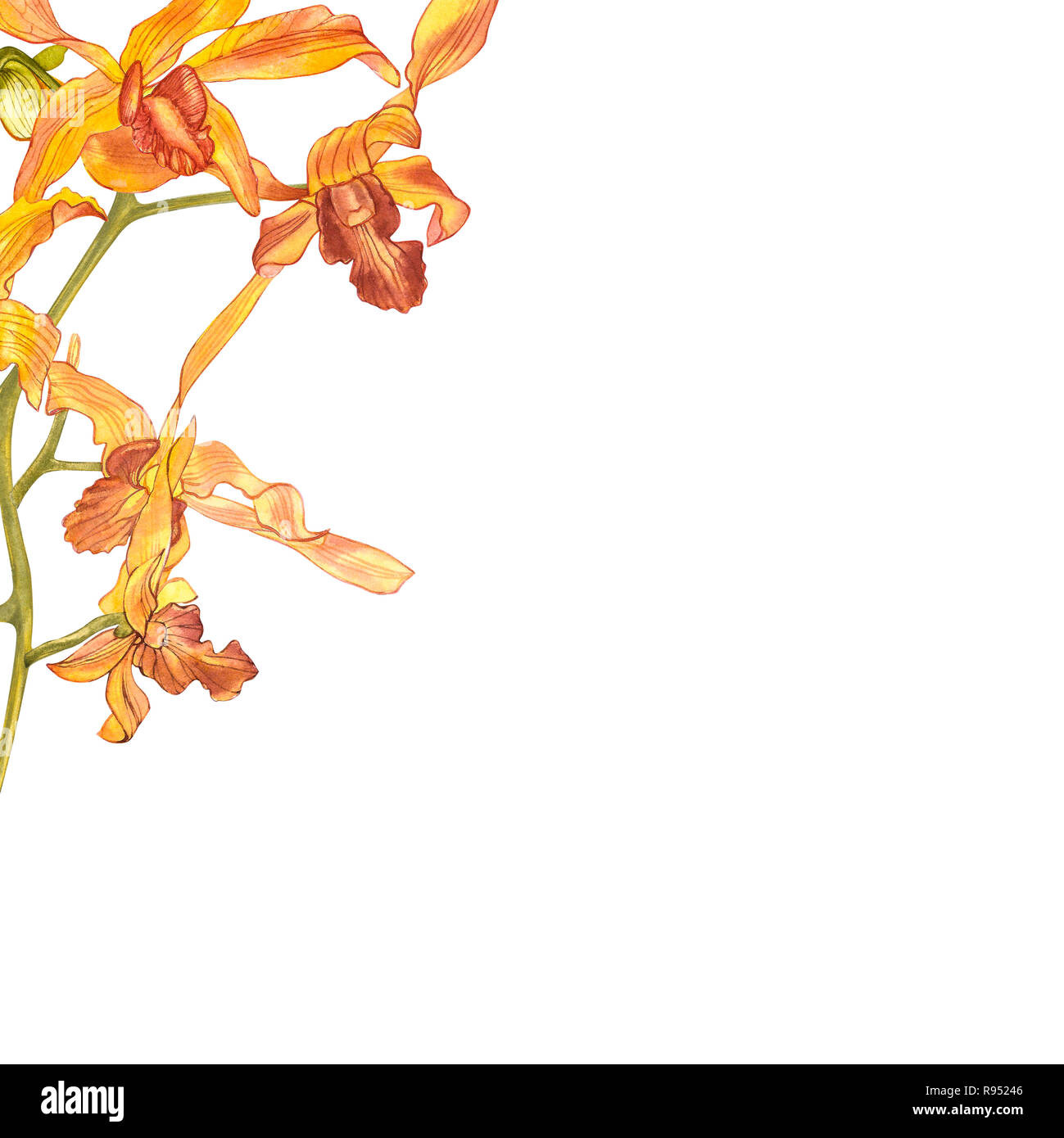 Watercolor orchid branch, hand drawn floral illustration isolated on a ...