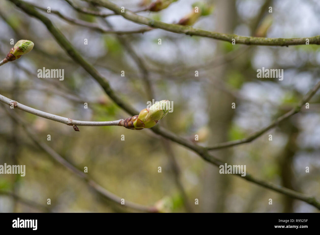 Buds horse chestnut tree hi-res stock photography and images - Alamy