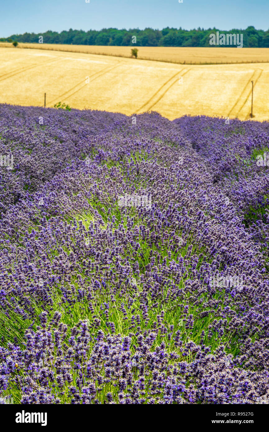 A Lavender field in the English countryside Stock Photo