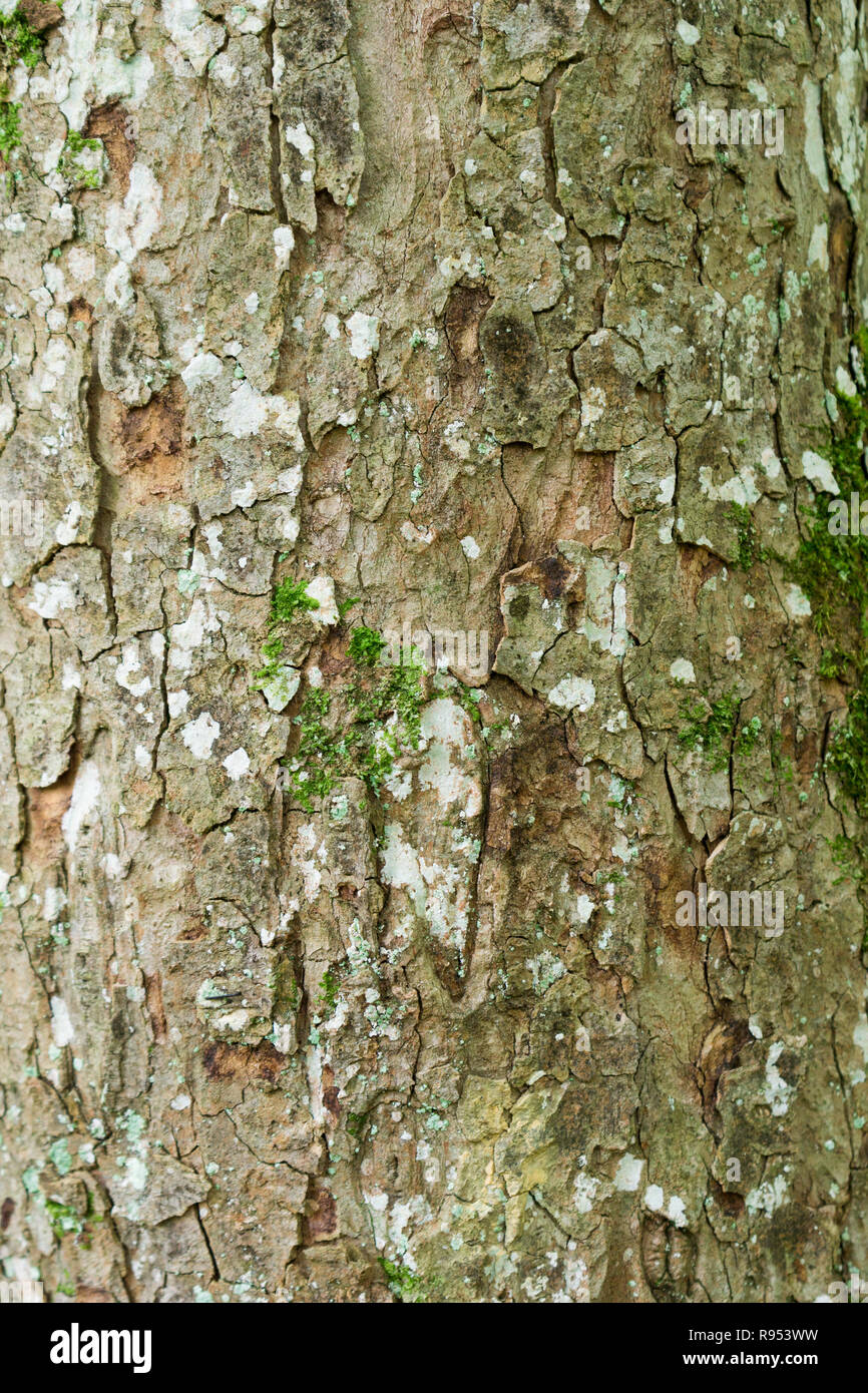 Close-up of a mossy Tree with Lichen. Stock Photo