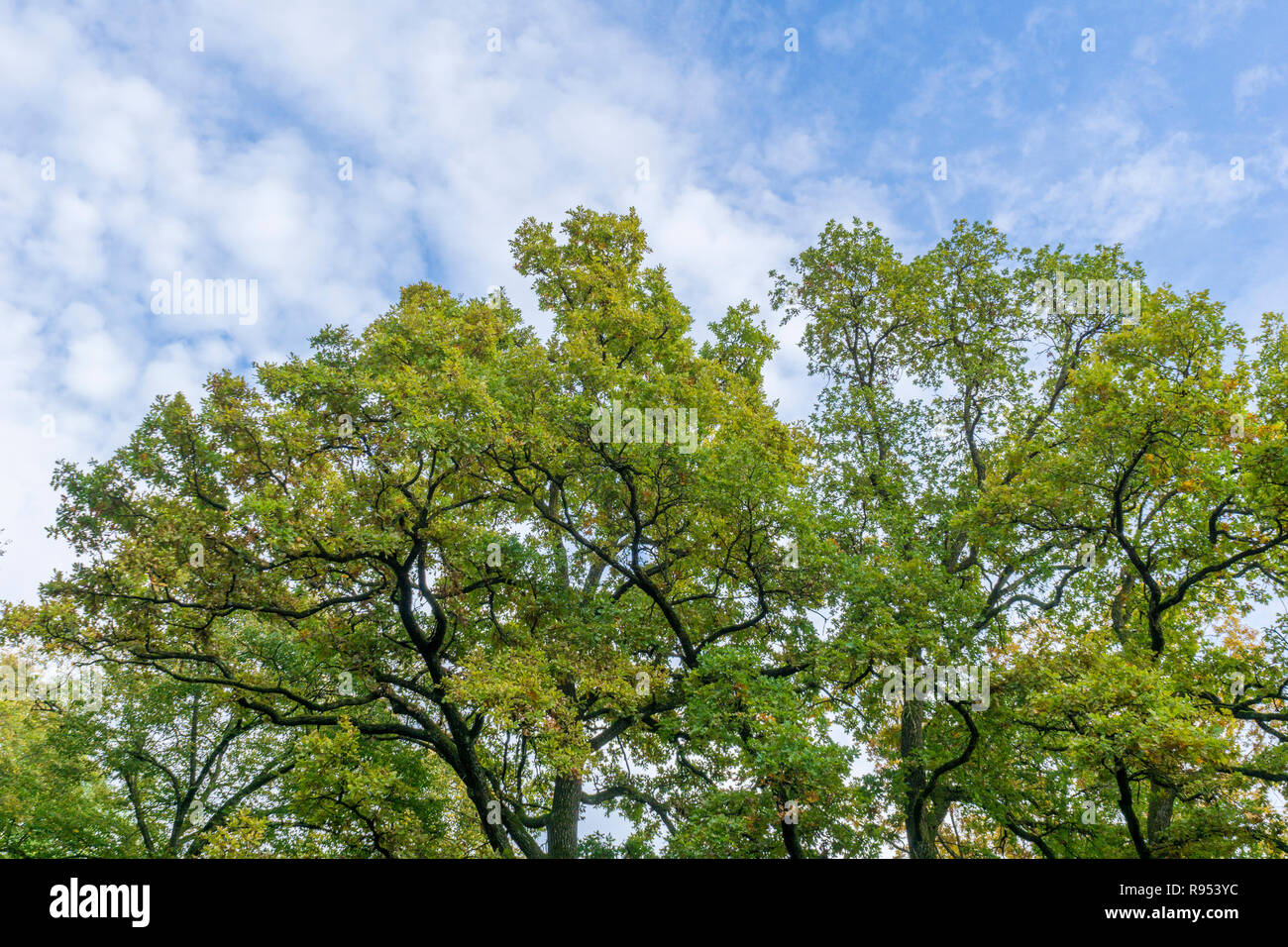 Flowering trees with blue sky hi-res stock photography and images - Alamy