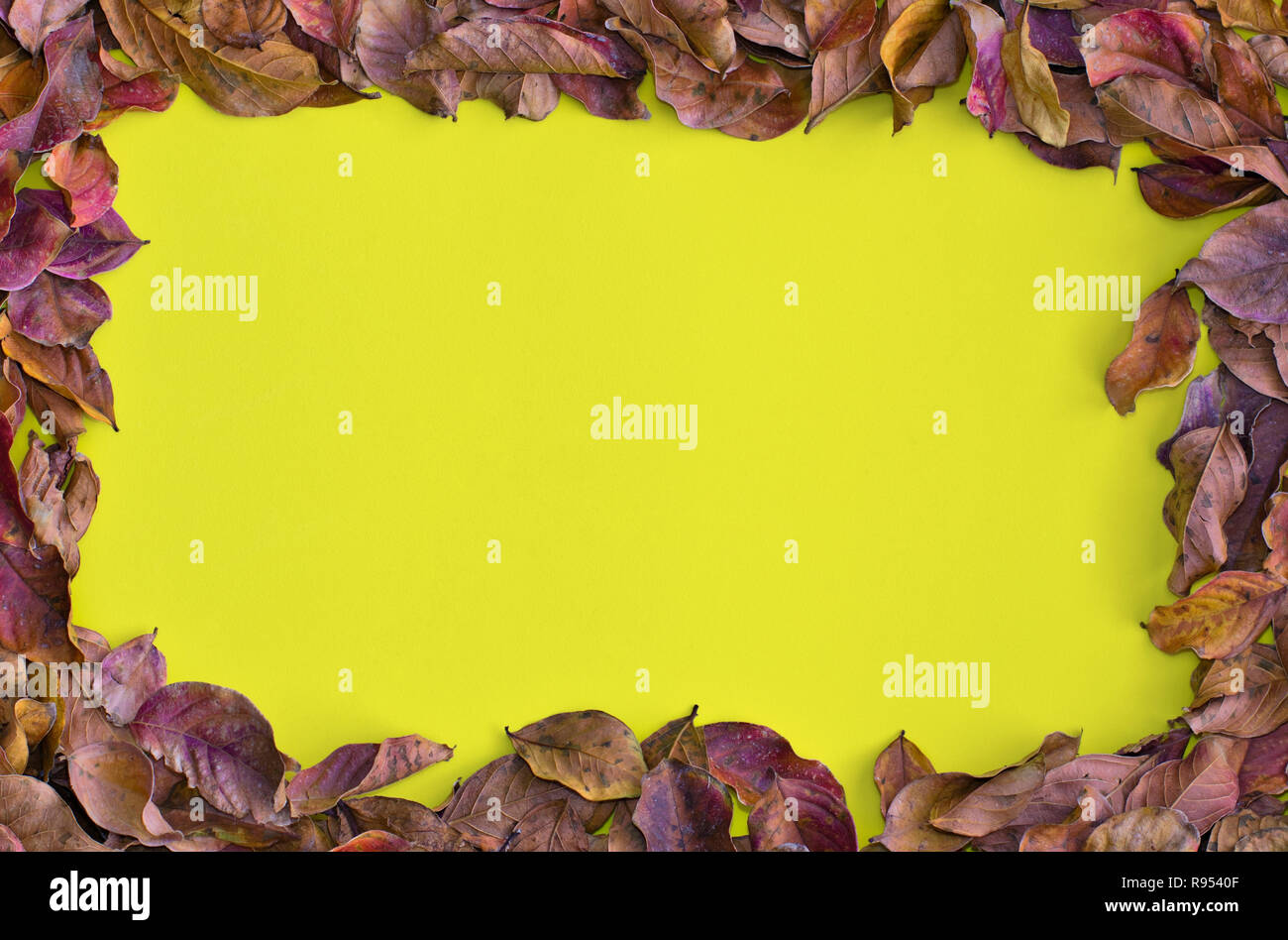 A Fall background of solid yellow with a border of dried Autumn leaves ...