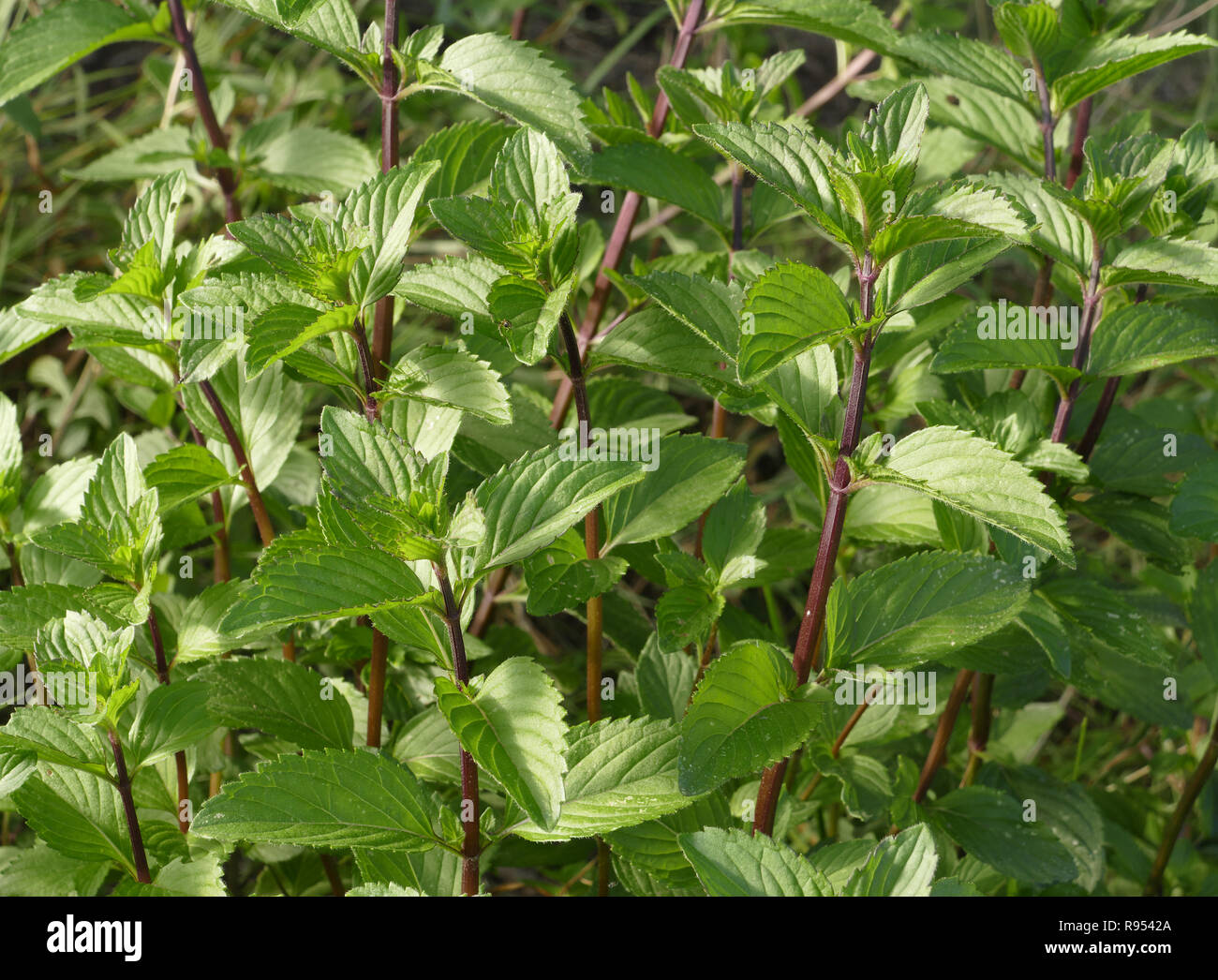 Mentha piperita l hi-res stock photography and images - Alamy