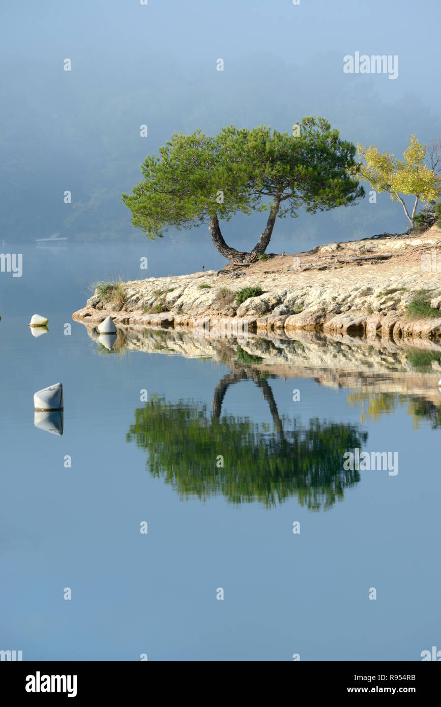 Mirror Image of Single Tree Reflected in Esparron Lake in the Verdon Regional Park or Nature Reserve Alpes-de-Haute-Provence Provence France Stock Photo
