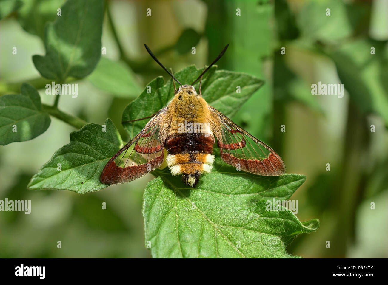 dove tail hummingbird warbler hummingbird moth moth Stock Photo