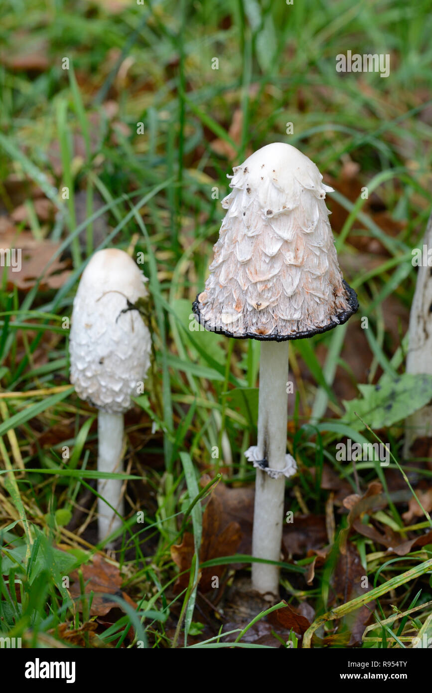 Coprinus comatus Mushrooms or Fungi known as Shaggy Ink Cap, Lawyer's Wig or Shaggy Mane Stock Photo