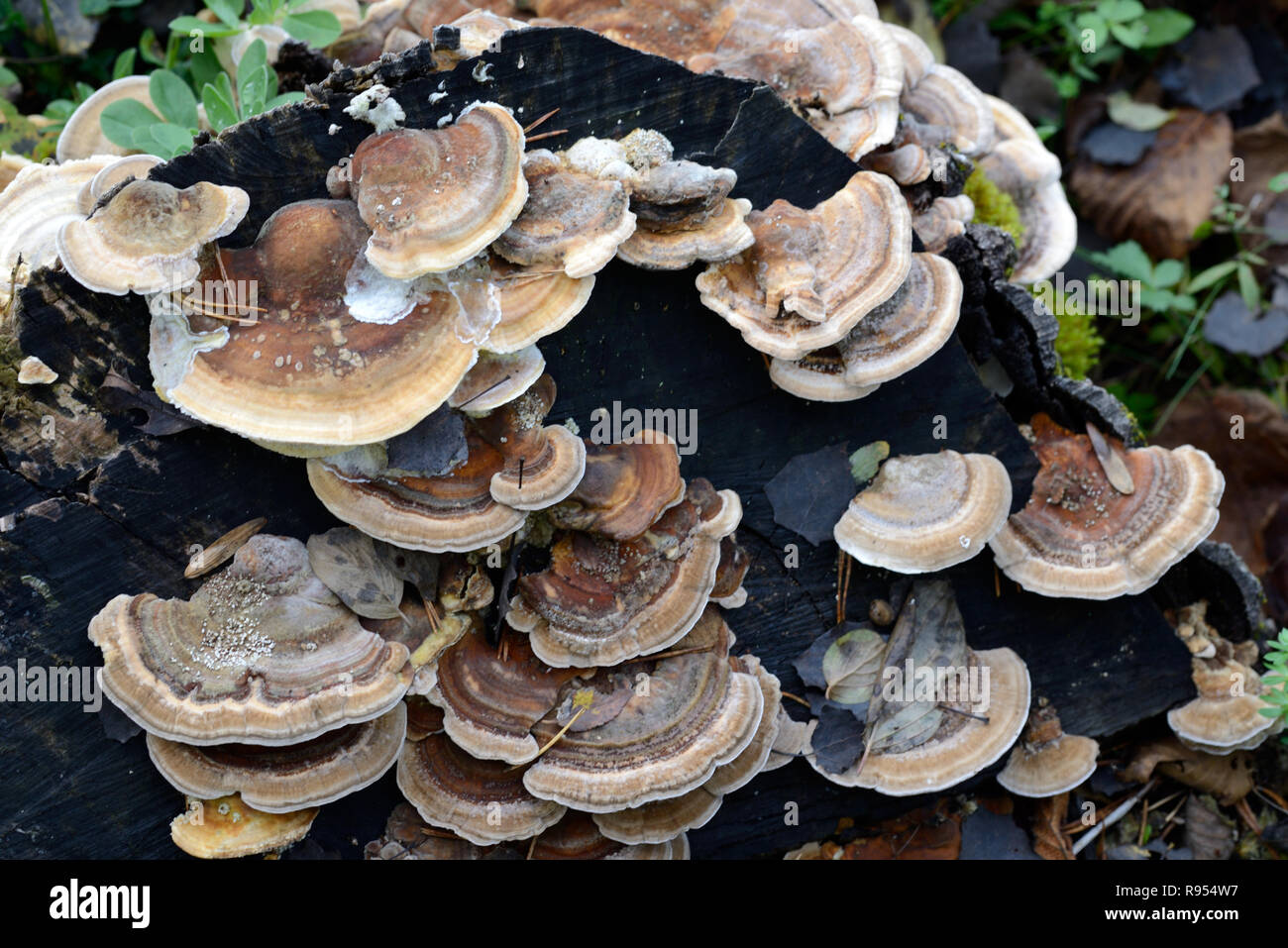 Brown Bracket Fungi or Shelf Fungi, Trametes versicolor aka Coriolus versicolor or Polyporus versicolor, a Polypore Mushroom called Turkey Tail Stock Photo