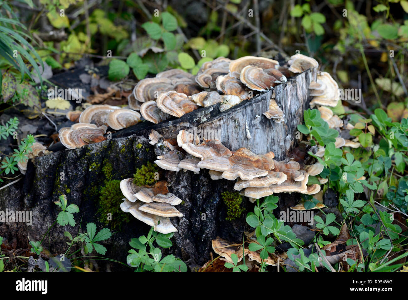 Brown Bracket Fungi or Shelf Fungi, Trametes versicolor aka Coriolus versicolor or Polyporus versicolor, a Polypore Mushroom Growing on Tree Stump Stock Photo