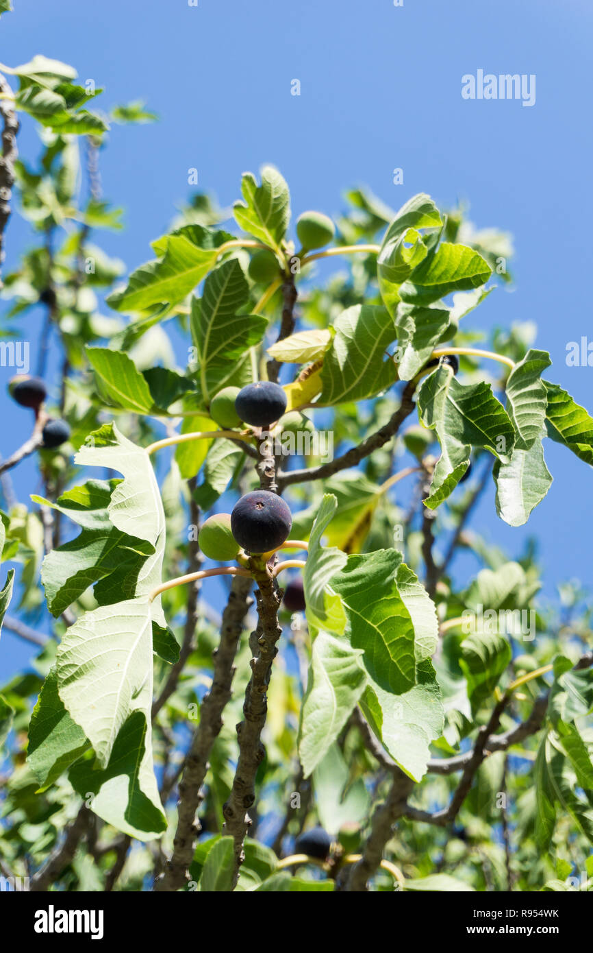 Fig leaves and figs on a fig tree ficus carica hi-res stock photography ...