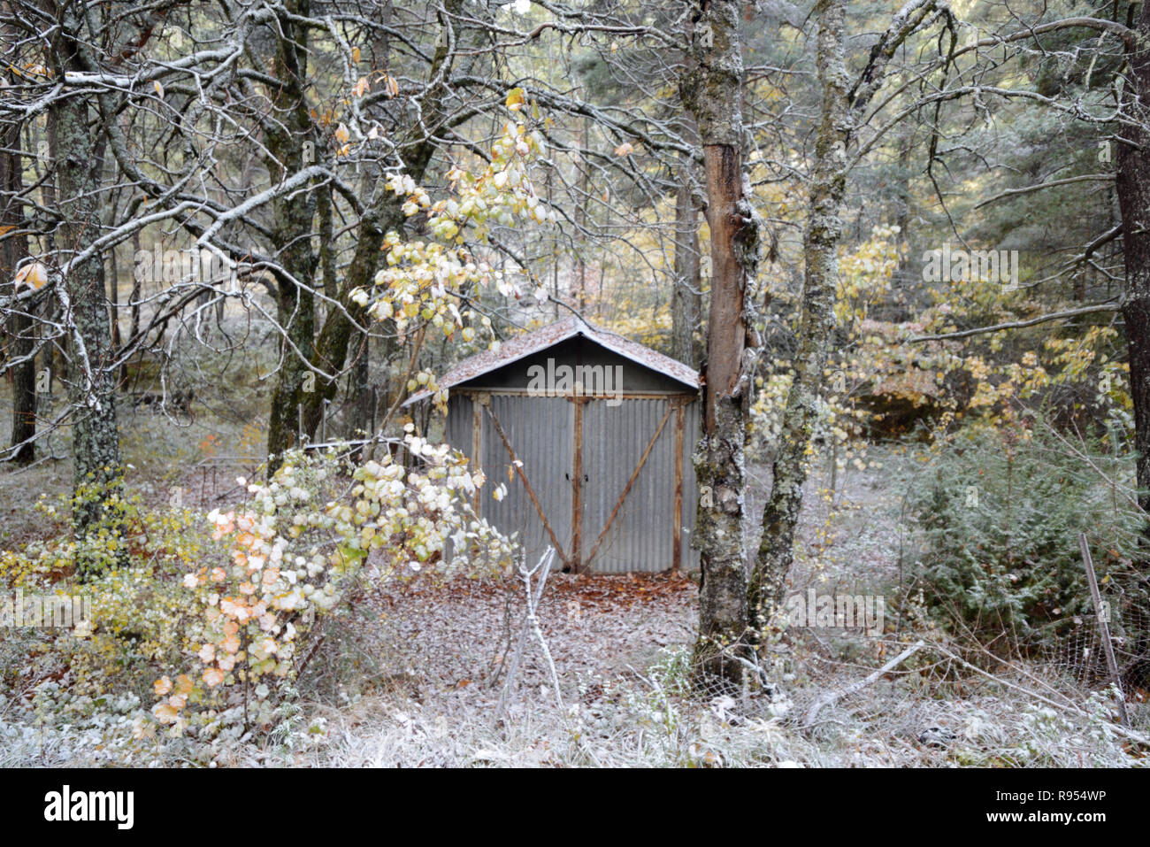 Corrugated Iron Hut in Frosty Forest Stock Photo