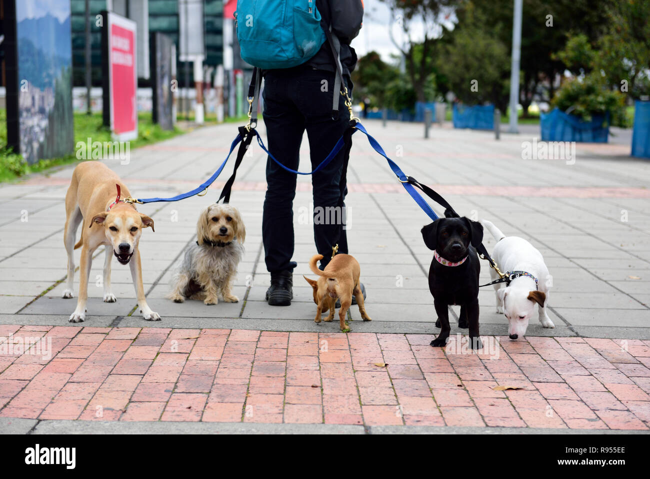 Dog Types High Resolution Stock Photography and Images Alamy
