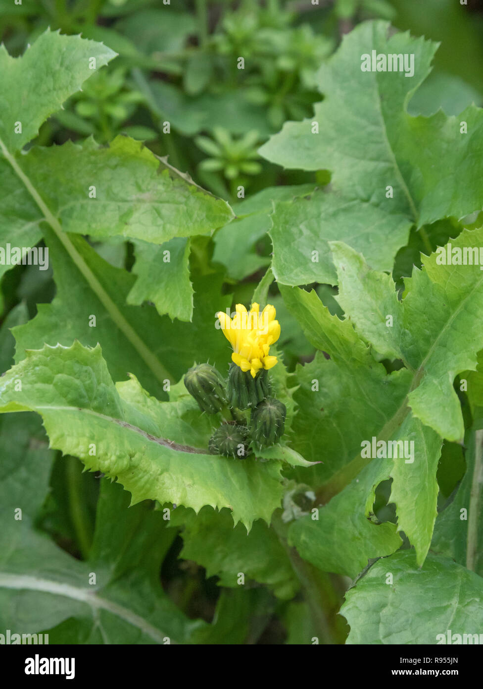 Flowering tops of Smooth Sow-thistle / Sonchus oleraceus - the leaves of which are an edible foraged wild green. Foraging & dining on the wild concept Stock Photo