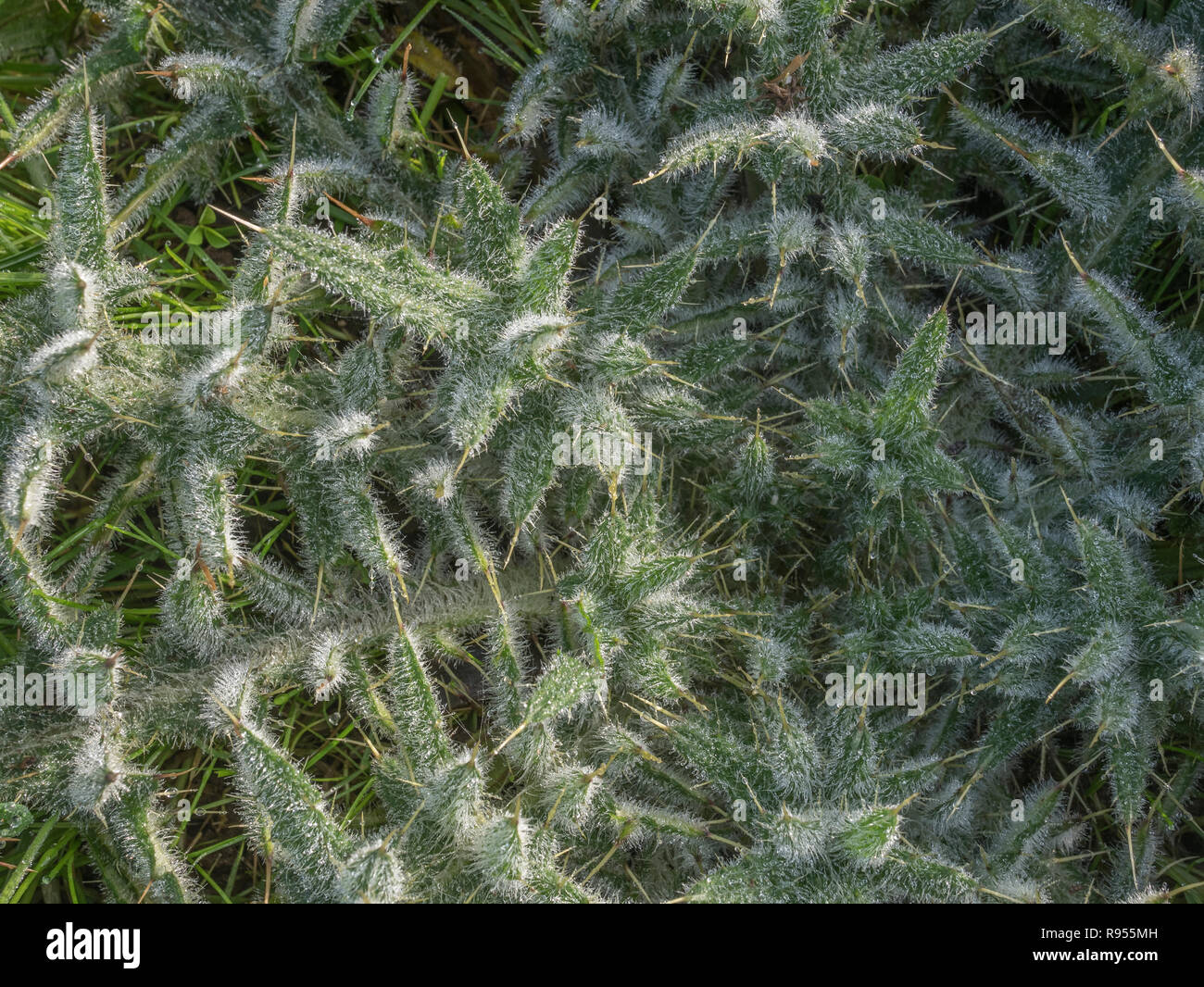 Winter leaf rosette of Spear Thistle / Cirsium vulgare - the furry leaves covered in fine droplets of water. Stock Photo