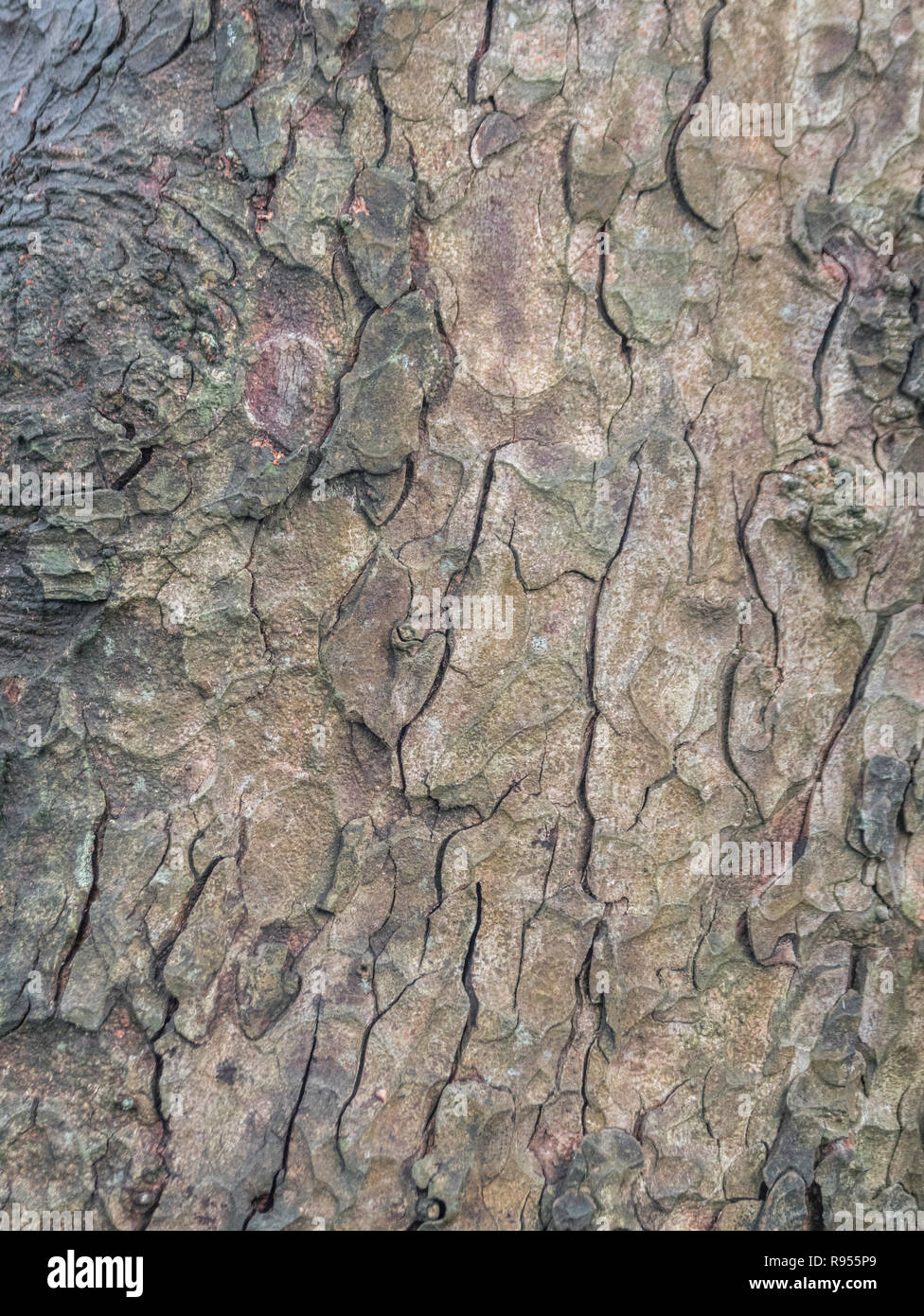 Close detail of the autumnal bark (after rain shower) of a Horse-Chestnut / Aesculus hippocastanum tree trunk. Tree bark close up. Stock Photo