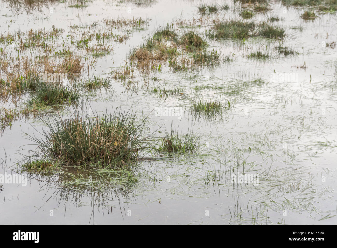 Inundated marshy field with Juncus Rush / Juncus effusus tufts sticking out of the flood water. Trump 'Drain the Swamp' metaphor perhaps, under water. Stock Photo