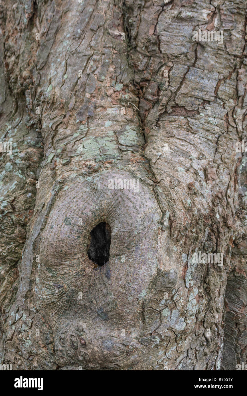 Horse-Chestnut / Aesculus hippocastanum tree trunk with tree hollow and bark detail. Tree bark close up. Stock Photo